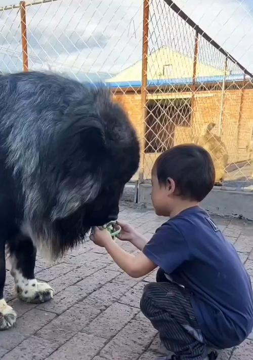 高加索幼犬的价格及影响因素（了解高加索犬价格的关键因素与市场趋势）