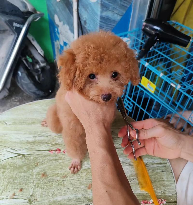 如何辨认一只泰迪犬是否是纯种？（通过外貌特征和血统证明来判断泰迪犬是否纯种）