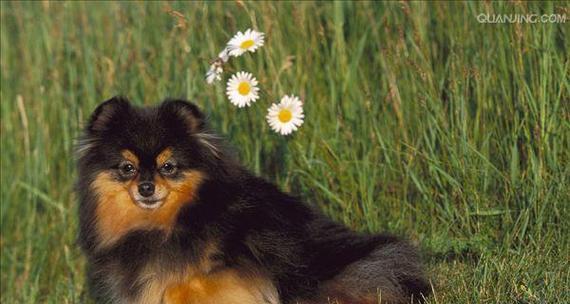 探索博美犬（从松鼠犬到博美拉尼亚犬，揭秘这个受欢迎的玩具犬的魅力）