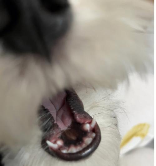 狗狗掉牙期间的护理措施（帮助狗狗度过牙齿更替期，保持健康笑容）