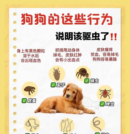 关于狗疫苗接种后驱虫的时间安排（狗疫苗接种后，什么时候进行驱虫更合适？）