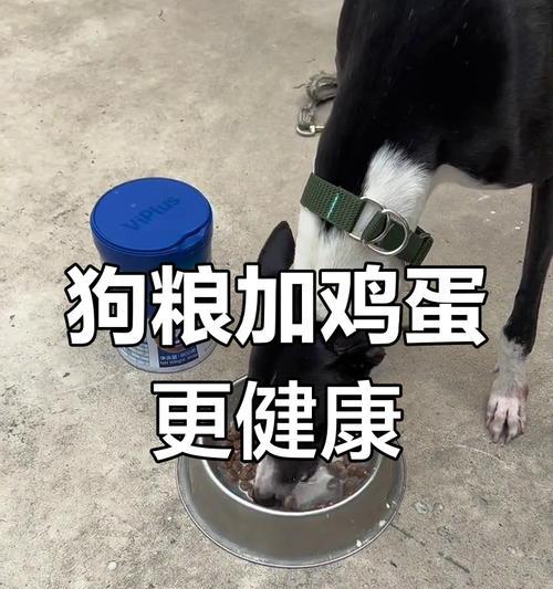 狗狗每天吃一个鸡蛋有益健康（探究鸡蛋对狗狗的好处）