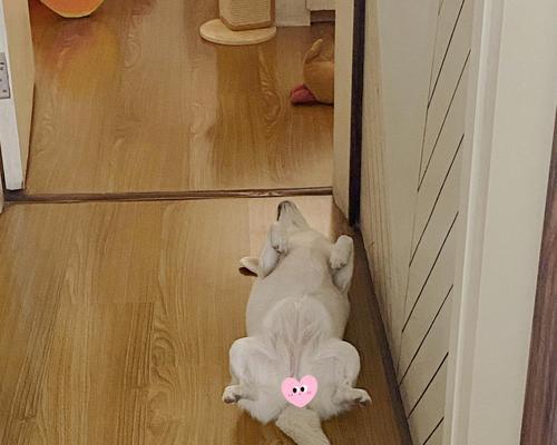 揭秘狗狗睡觉的10个秘密（让你对狗狗的睡眠有全新认识）