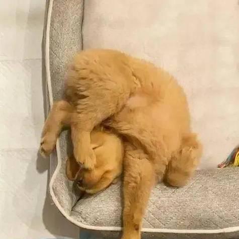 狗狗的睡眠需求（探索狗狗睡眠时间的合理性与影响因素）