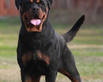 探究罗威纳犬成年所需时间（了解罗威纳犬成年的发育进程和关键时期）