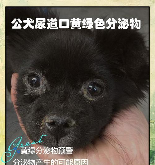 狗狗尿路感染的症状及预防方法（了解狗狗尿路感染的常见症状，掌握预防方法，守护爱宠健康）