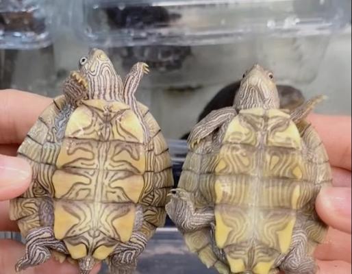以乌龟腐皮多久能好？（揭开乌龟腐皮治愈之谜，乌龟腐皮的康复时间与方法解析）