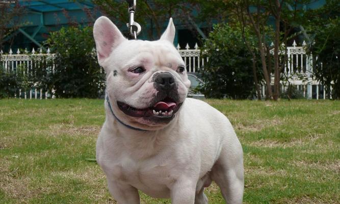 美国猎犬品种的多样性及特点（探索美国猎犬的丰富品种，从狗狗身上体会到的不同）