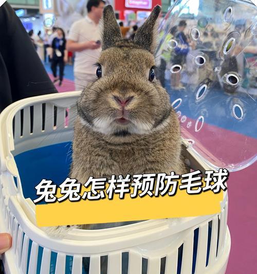 探寻俩层毛宠物的魅力（毛发丰盈宠物迷恋）