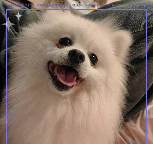 饲养幼犬博美犬的注意事项（打造幸福的小犬家庭，细致关怀博美宝宝成长）