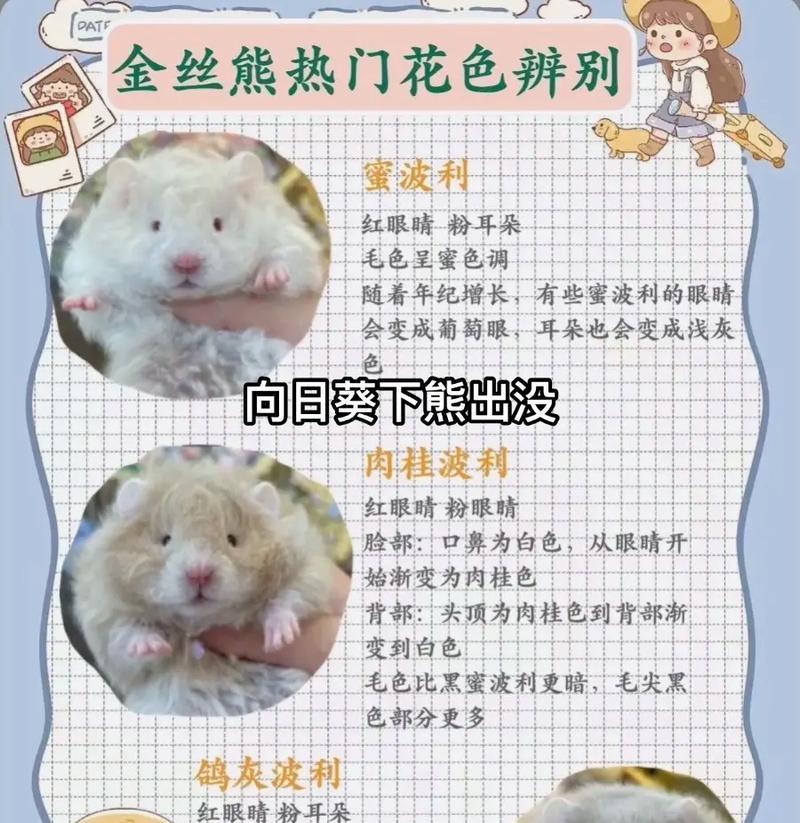 金丝熊的花色之美（探索金丝熊独特的外貌魅力）