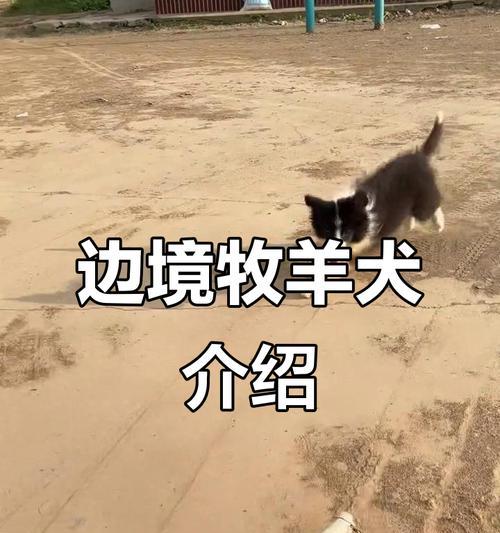 边牧的优缺点（一起了解边牧的聪明与特点）