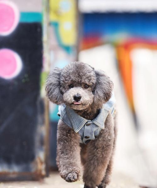 泰迪剪毛后需要多久才能长好？（泰迪狗犬剪毛后恢复所需的时间和注意事项）