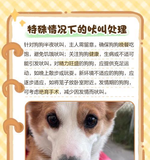 狗狗舔身体异常？留意这些生病征兆！（了解狗狗身体异常行为，守护它的健康）