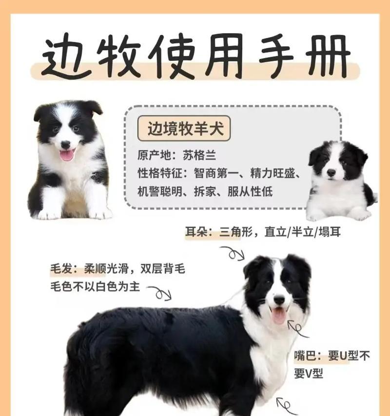 如何确定适合牧羊犬洗澡的频率？（牧羊犬洗澡的关键是什么？）