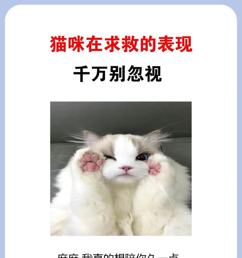 细致观察猫咪生活小细节，发现病情迹象的重要性（揭示猫咪表现的细节信号，提前发现疾病苗头）