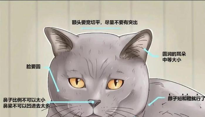 英短蓝猫眼睛颜色转变之谜（从蓝色到橘色）