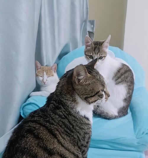 猫咪归家时间之谜（揭秘猫咪的归家能力，你了解吗？）