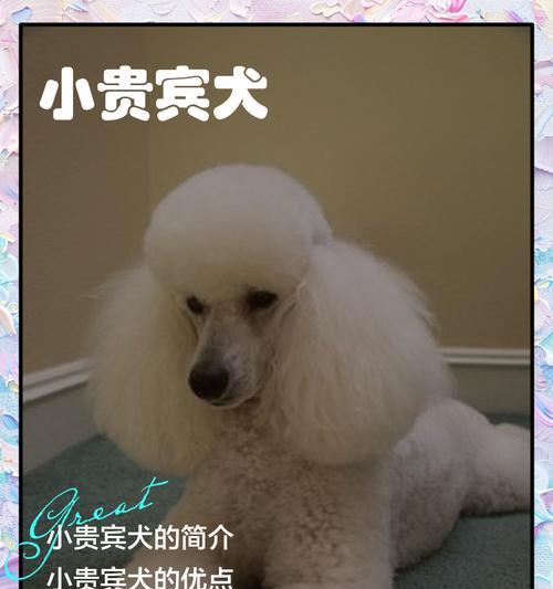 贵妇犬的寿命有多长？（探索贵妇犬的长寿秘诀）