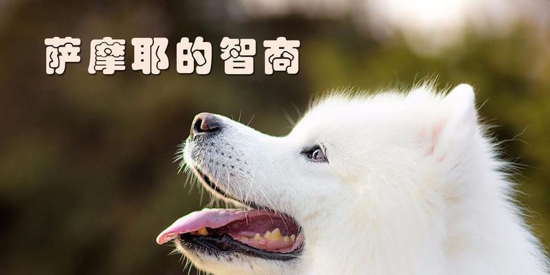 如何让狗长大后听话？（六个简单方法，让你的狗宝宝听从指令）