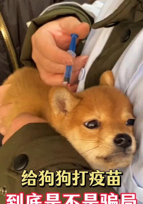 狗扎完疫苗后多久可以出去玩？（疫苗接种对狗狗健康的重要性）