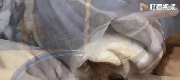萨摩耶的消化系统及排便时间（以萨摩耶为例，了解狗狗的消化过程和排便时间）