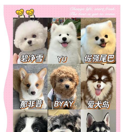 狗狗配种前的洗澡注意事项（洗澡时间和频率的影响及配种前的洗澡禁忌）