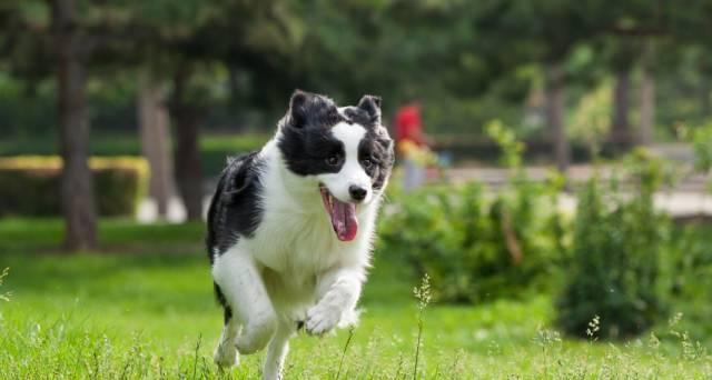 边牧犬在跑步机上的运动时长探究（边牧犬跑步机运动的最佳时间和方法）