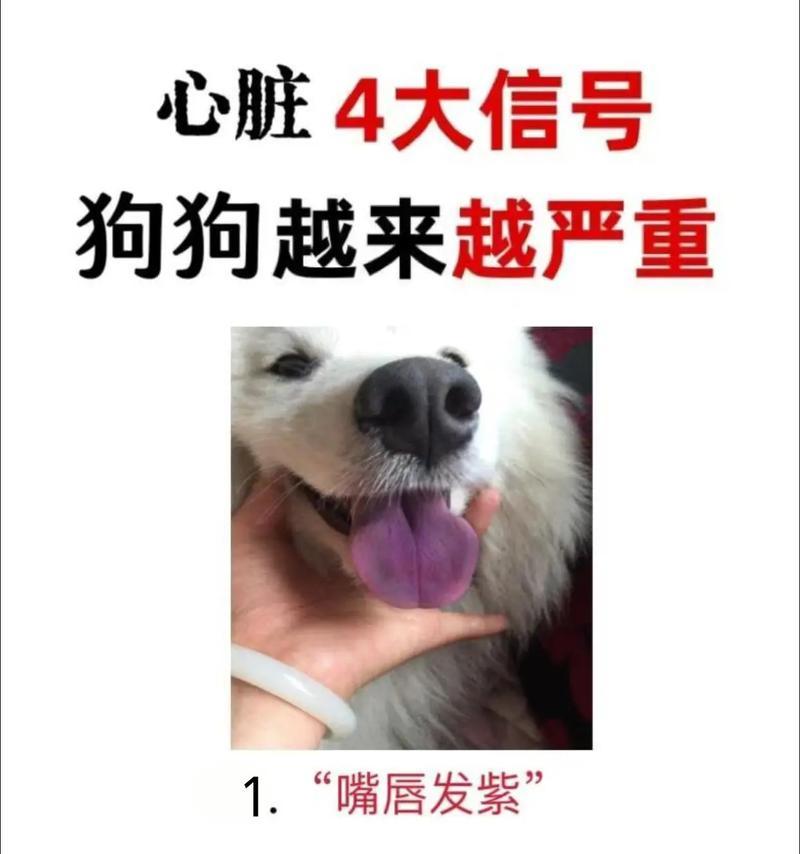 狗狗心肺问题的症状及应对措施（了解狗狗心肺问题，提前发现健康隐患）