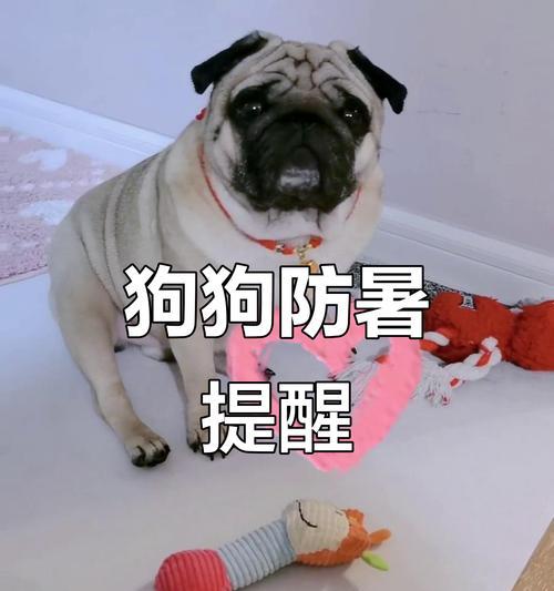 幼犬中暑的症状和恢复时间（了解幼犬中暑的表现和康复时间，保护宠物健康）