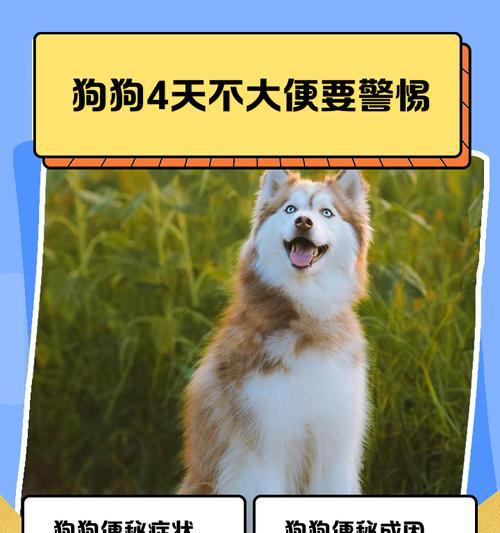如何缓解狗狗便秘问题（探究常见便秘原因，提供有效解决方法）