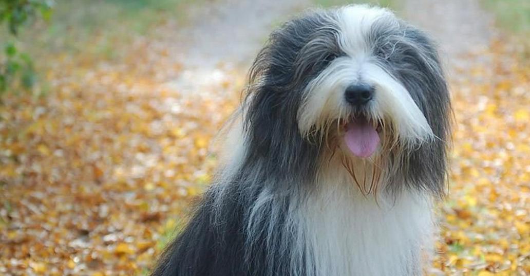 丝毛梗幼龄犬的饲养注意事项（打造健康快乐的丝毛梗宝宝）