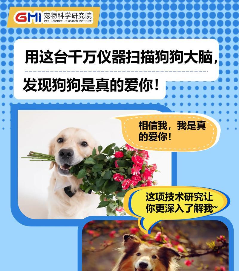 狗狗家庭中的地位与喜好（揭秘狗狗心理，为你的宠物关系建立奠定基础）