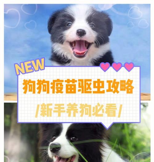 狗狗疫苗品牌大揭秘（了解狗狗疫苗品牌，守护爱宠健康）