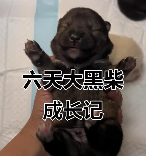 黑色柴犬幼子（带你领略黑色柴犬幼子的无限魅力）