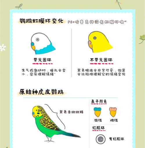 如何驯服你的虎皮鹦鹉？（掌握关键技巧培养与鹦鹉的深层情感联系）
