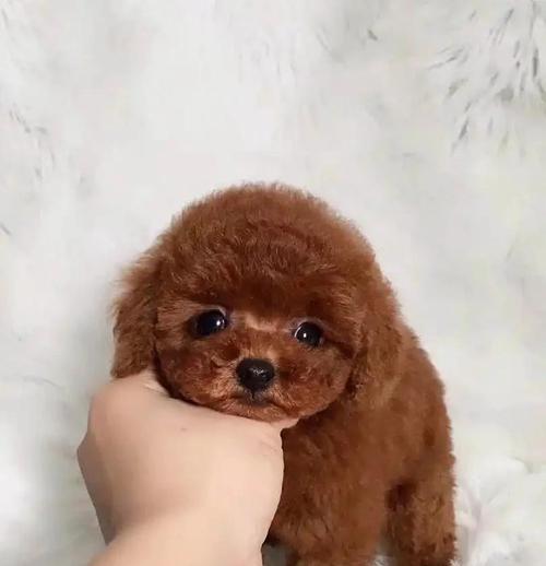 养泰迪必须注意的事项（如何正确挑选一只泰迪犬）
