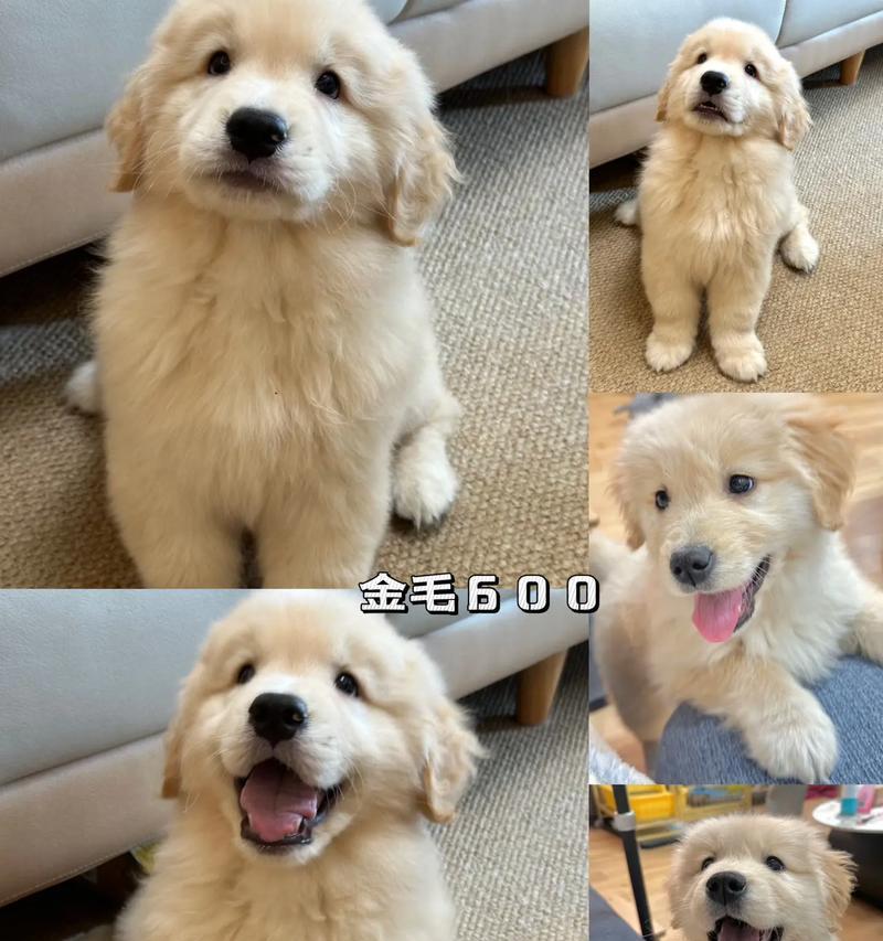 金毛犬生育周期及繁殖能力（探究金毛犬一窝生育时间及其繁殖特点）