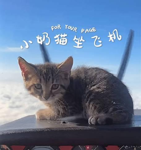 带猫咪坐飞机必备物品及注意事项（带猫咪乘飞机的必需品及准备事项）