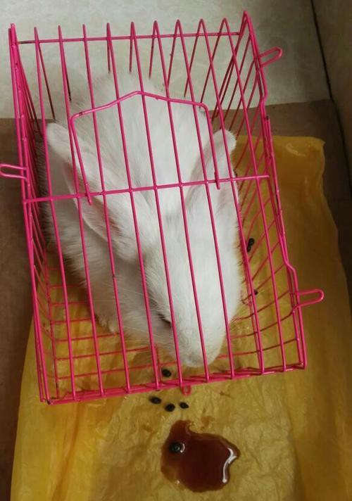 如何预防兔子尿液异常？（通过尿液颜色了解兔子健康，掌握预防方法）