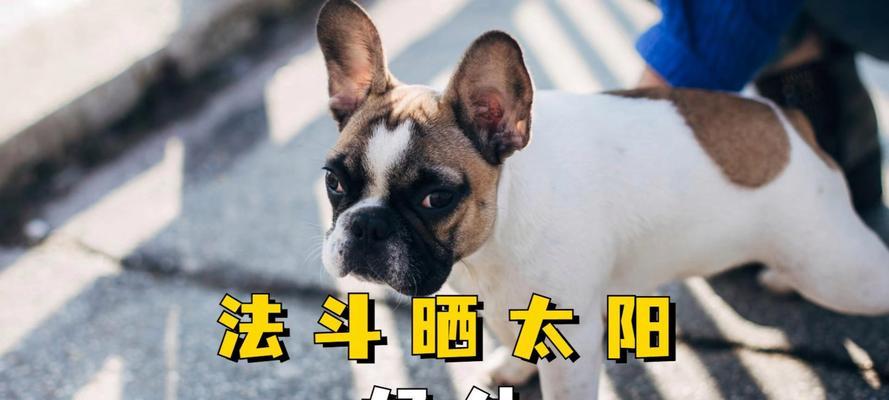 晒太阳对幼狗的重要性（让宝宝们充满活力的阳光照耀）