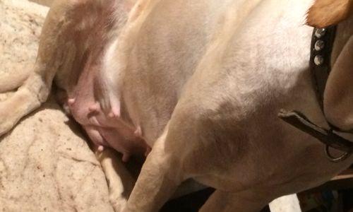 金毛犬孕期及分娩时间的了解与注意事项（金毛犬孕期长短与分娩过程详解，）