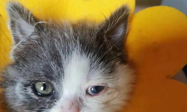 猫鼻支后遗症（呼吸道感染后的长期问题与护理技巧）