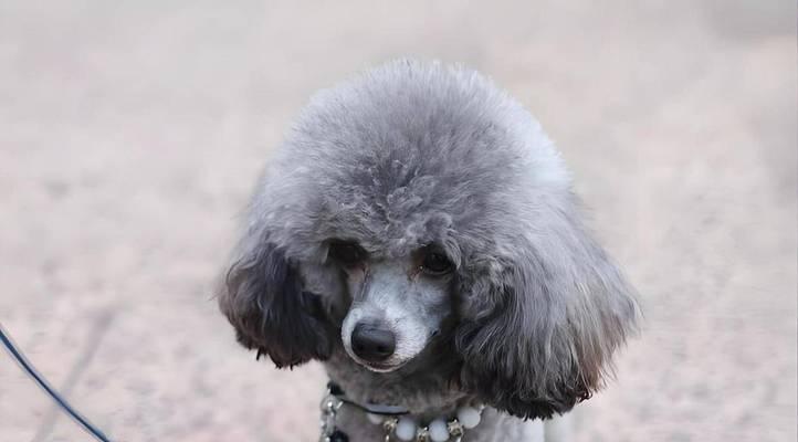 中型犬的日常散步时间管理（掌握合适的散步时间，让中型犬健康快乐成长）