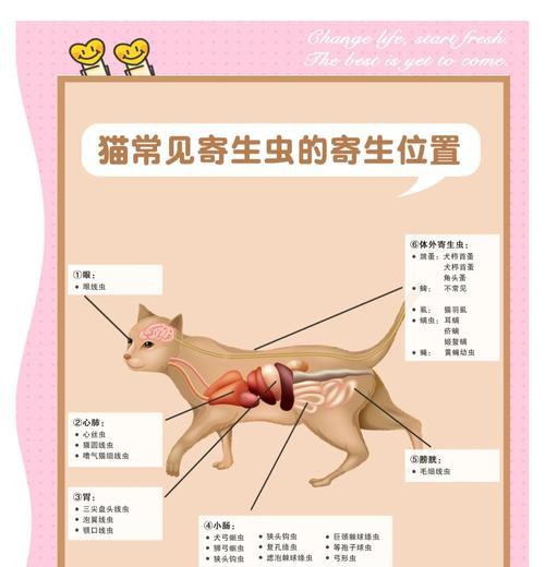 如何判断猫肚子里有虫？（猫咪肚子有虫的症状及防治）