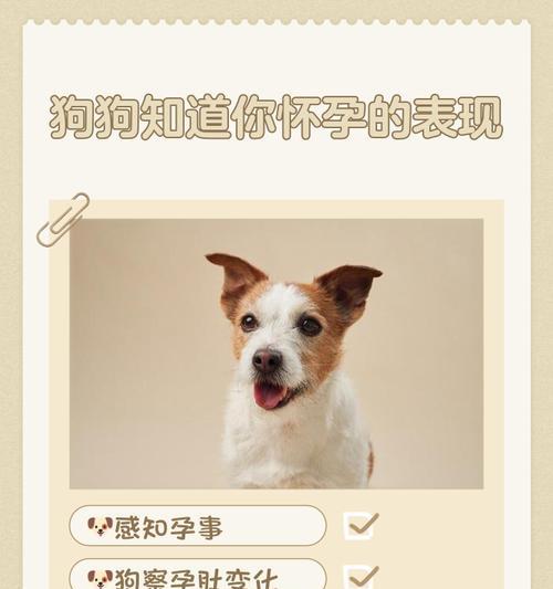 狗狗怀孕周期揭秘（从配种到怀孕，多久才能确认？）