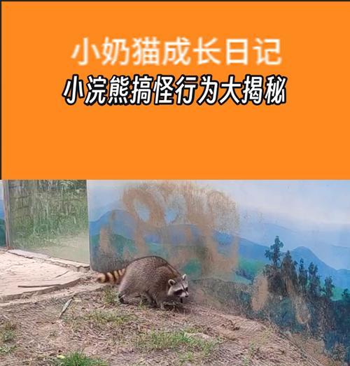 浣熊繁殖周期与幼崽配对时间研究（了解浣熊繁殖行为及幼崽配对周期）