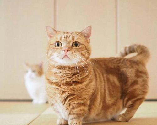 探寻矮脚猫的优缺点（了解矮脚猫的特点及适合养宠人士）