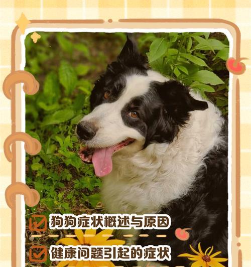 狗狗的饮食需求与问题解决（2个月大的狗狗饮食规律及食物选择，如何处理狗狗不吃饭的情况）