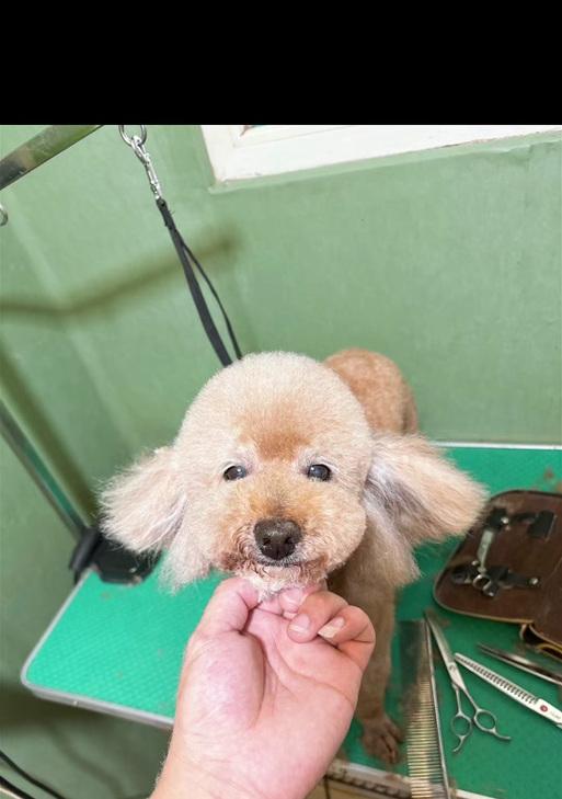 贵宾犬的理想剪毛周期（给你的贵宾萌宠提供最佳护理）